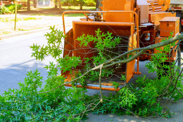 West Lealman, FL Tree Care Services Company