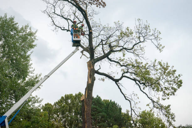 Best Tree Preservation Services  in West Lealman, FL