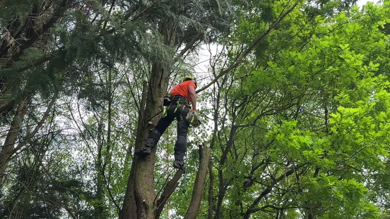 Best Weed Control  in West Lealman, FL