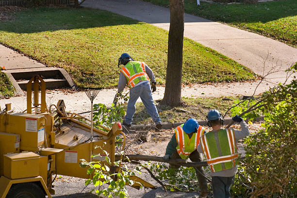 Best Hedge Trimming  in West Lealman, FL