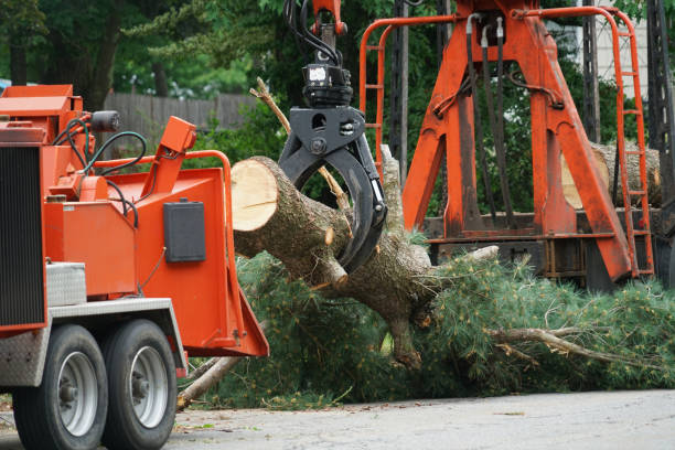 Best Leaf Removal  in West Lealman, FL