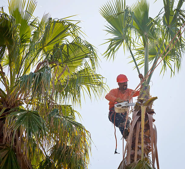 Best Lawn Watering Services  in West Lealman, FL