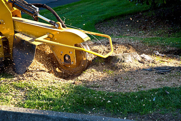 Best Fruit Tree Pruning  in West Lealman, FL